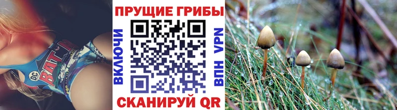 где купить   OMG ССЫЛКА  сайты даркнета клад  Полярный  Галлюциногенные грибы Cubensis 